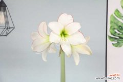 朱顶红烂根的处理方法