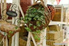 常春藤黄叶的原因和处理办法