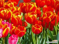 郁金香水培花球腐烂了怎么办