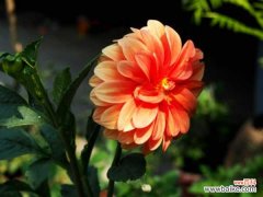 大丽花黄叶的原因和处理办法