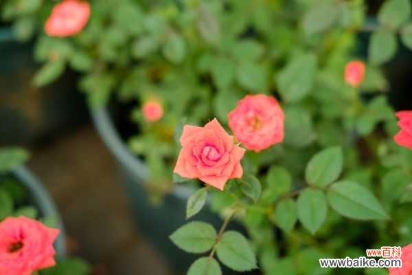 月季花生红蜘蛛怎么办