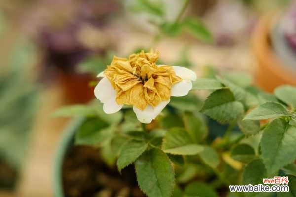 月季花生红蜘蛛怎么办