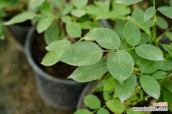 月季花生虫子怎么办