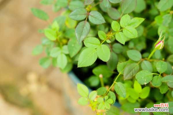 月季花生虫子怎么办