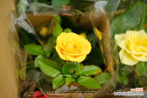 月季花生虫子怎么办