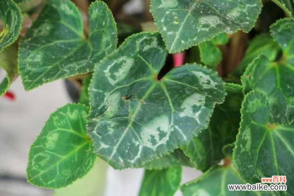 仙客来黄叶的原因和处理办法