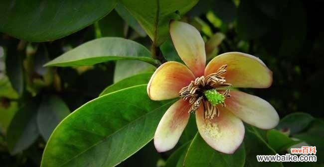 灿烂笑容蕴含的意义和力量 含笑花