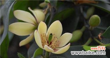 灿烂笑容蕴含的意义和力量 含笑花