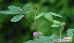 羞怯 羞怯的花语——探寻含羞草的神秘世界