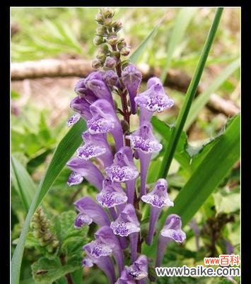 逆境中的坚韧与成长 韩信草的花语——奋发向前的力量