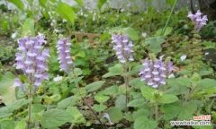 逆境中的坚韧与成长 韩信草的花语——奋发向前的力量