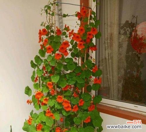 以旱金莲为象征的奋斗精神与毅力 旱金莲花语之美——守望希望的力量