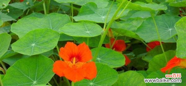 以旱金莲为象征的奋斗精神与毅力 旱金莲花语之美——守望希望的力量