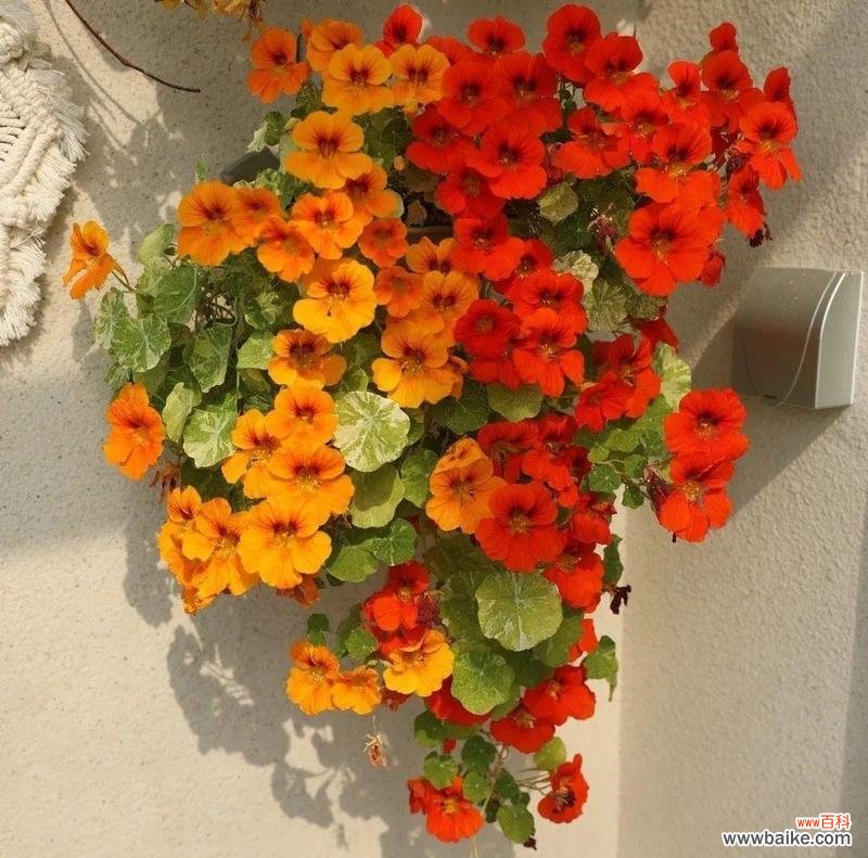 以旱金莲为象征的奋斗精神与毅力 旱金莲花语之美——守望希望的力量