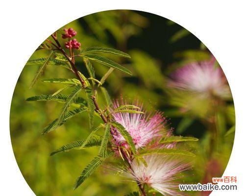 神话传承至今 合欢花