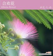 探索合欢花的内涵与象征 合欢花语