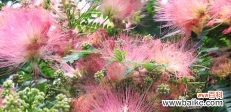 探索合欢花的内涵与象征 合欢花语