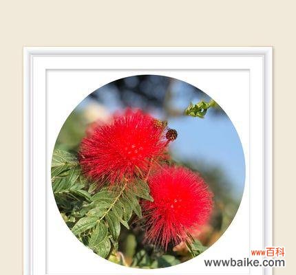 用合欢花传递你的情感 合欢花