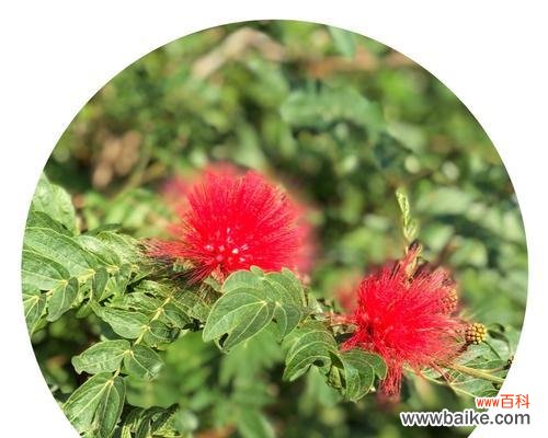 用合欢花传递你的情感 合欢花