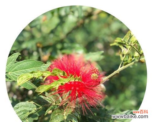 用合欢花传递你的情感 合欢花