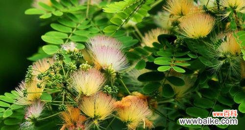 让我们一起揭开合欢花的奥秘 合欢花