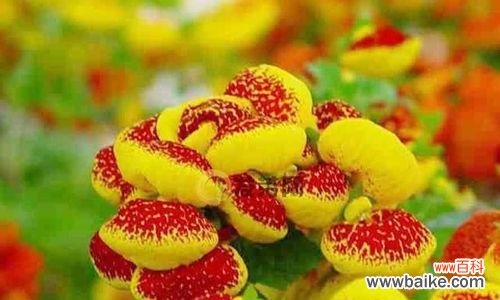 荷包花 荷包花的花语及意义解读