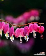 荷包花 荷包花的花语及意义解读