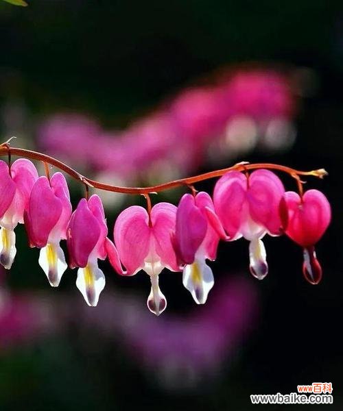 荷包花 荷包花的花语及意义解读