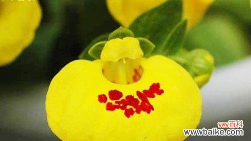 荷包花 荷包花的花语及意义解读