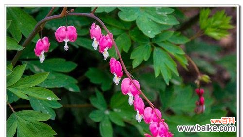 探寻荷包牡丹的花语与象征意义 荷包牡丹