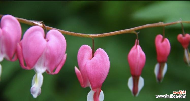 探寻荷包牡丹的花语与象征意义 荷包牡丹