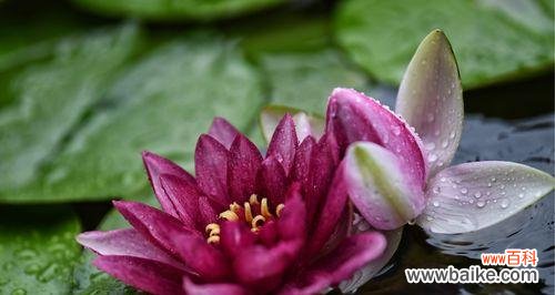 探索令箭荷花的深意 令箭荷花