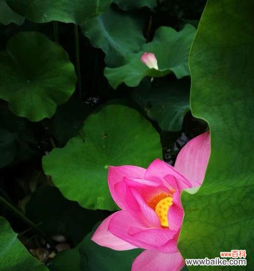 探寻荷花的美丽与哲理 荷花的含义与象征意义