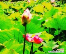 深入解析荷花的寓意 荷花的花语之美——寓意与象征