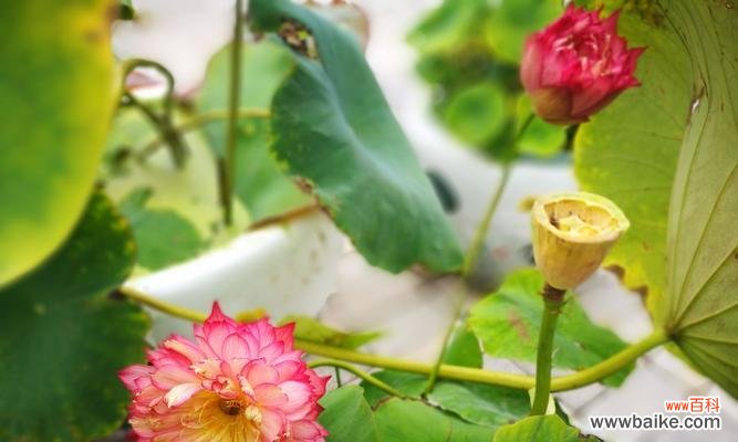 深入解析荷花的寓意 荷花的花语之美——寓意与象征