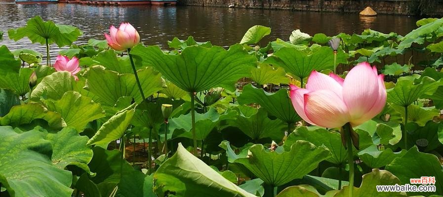 深入解析荷花的寓意 荷花的花语之美——寓意与象征