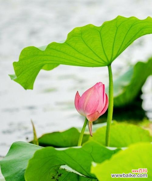 以荷花代表意思 荷花