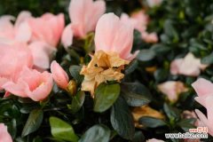 怎样制作出漂亮的杜鹃花盆景