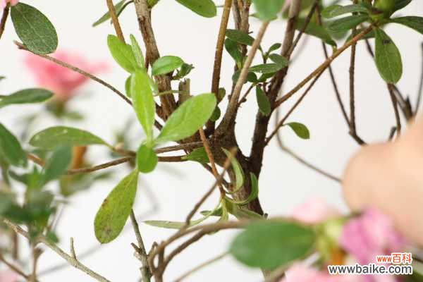 怎样制作出漂亮的杜鹃花盆景