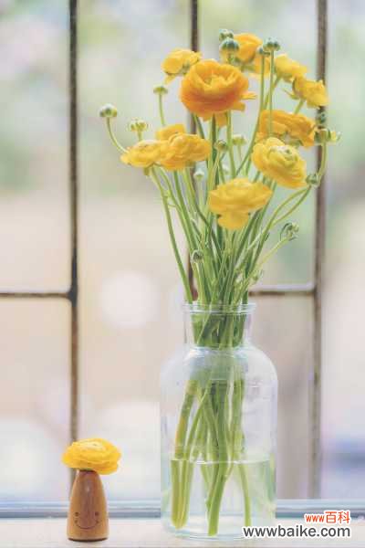 花毛茛化身小盆栽