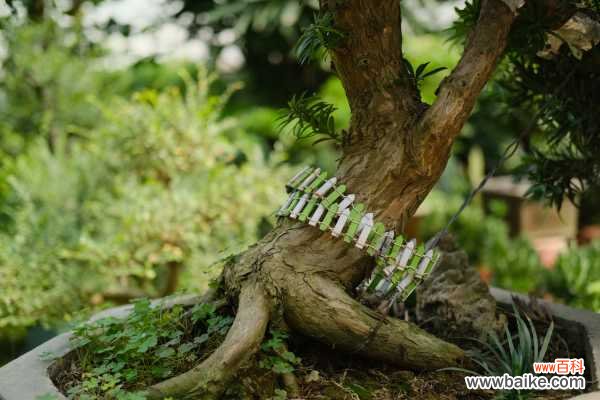 细数中国盆景艺术五大流派，牛！