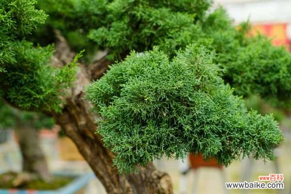 细数中国盆景艺术五大流派，牛！