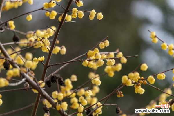 腊梅盆景的制作