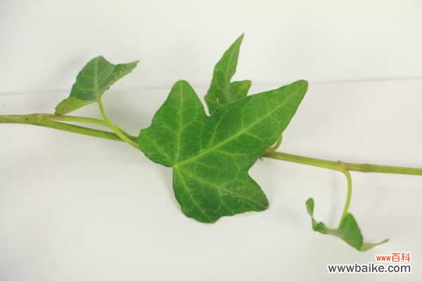 怎样DIY常春藤盆景