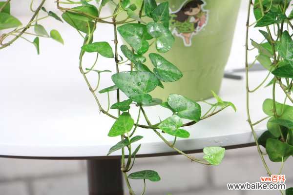 怎样DIY常春藤盆景