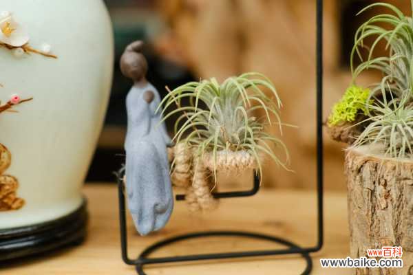 空气凤梨造景方法