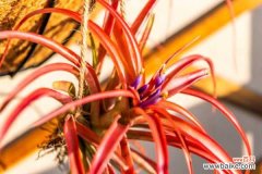 空气凤梨造景方法