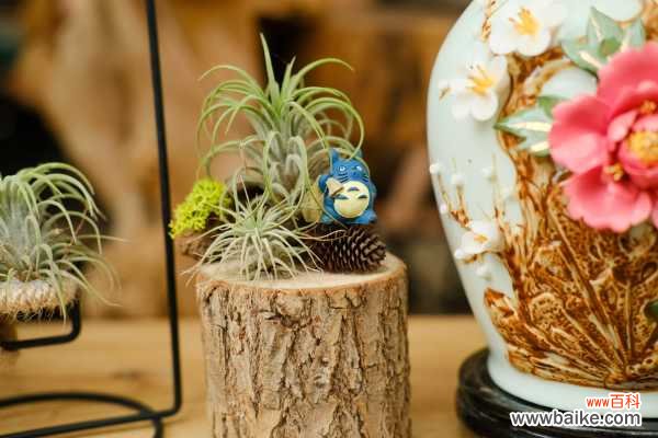 空气凤梨造景方法