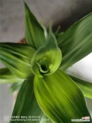 如何用富贵竹做盆景造型