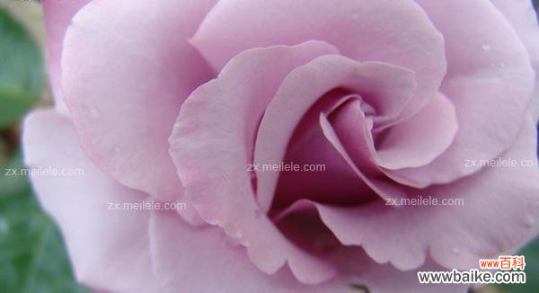 紫玫瑰代表什么含义?紫玫瑰花语的深层含义是什么?